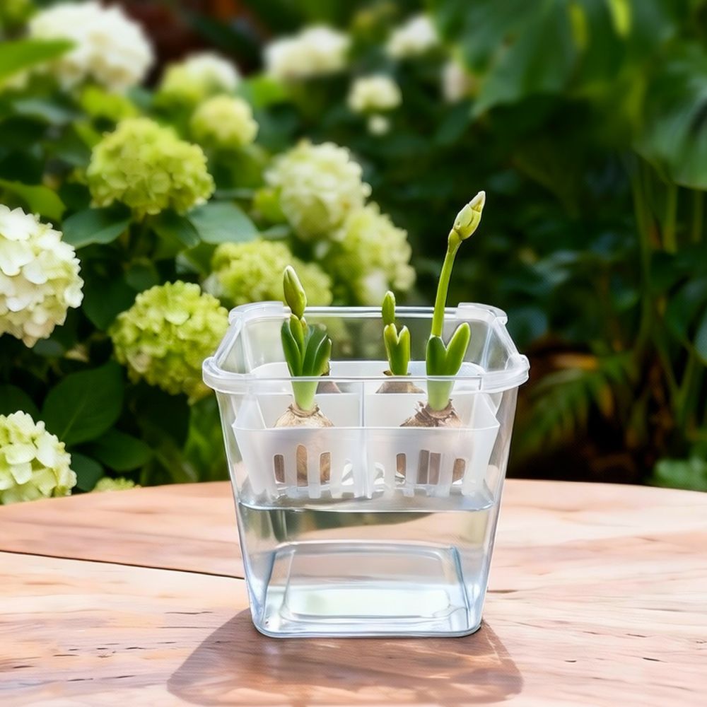 Vaso hidropônico para tulipas  - Indoor Plants avaliação e preço