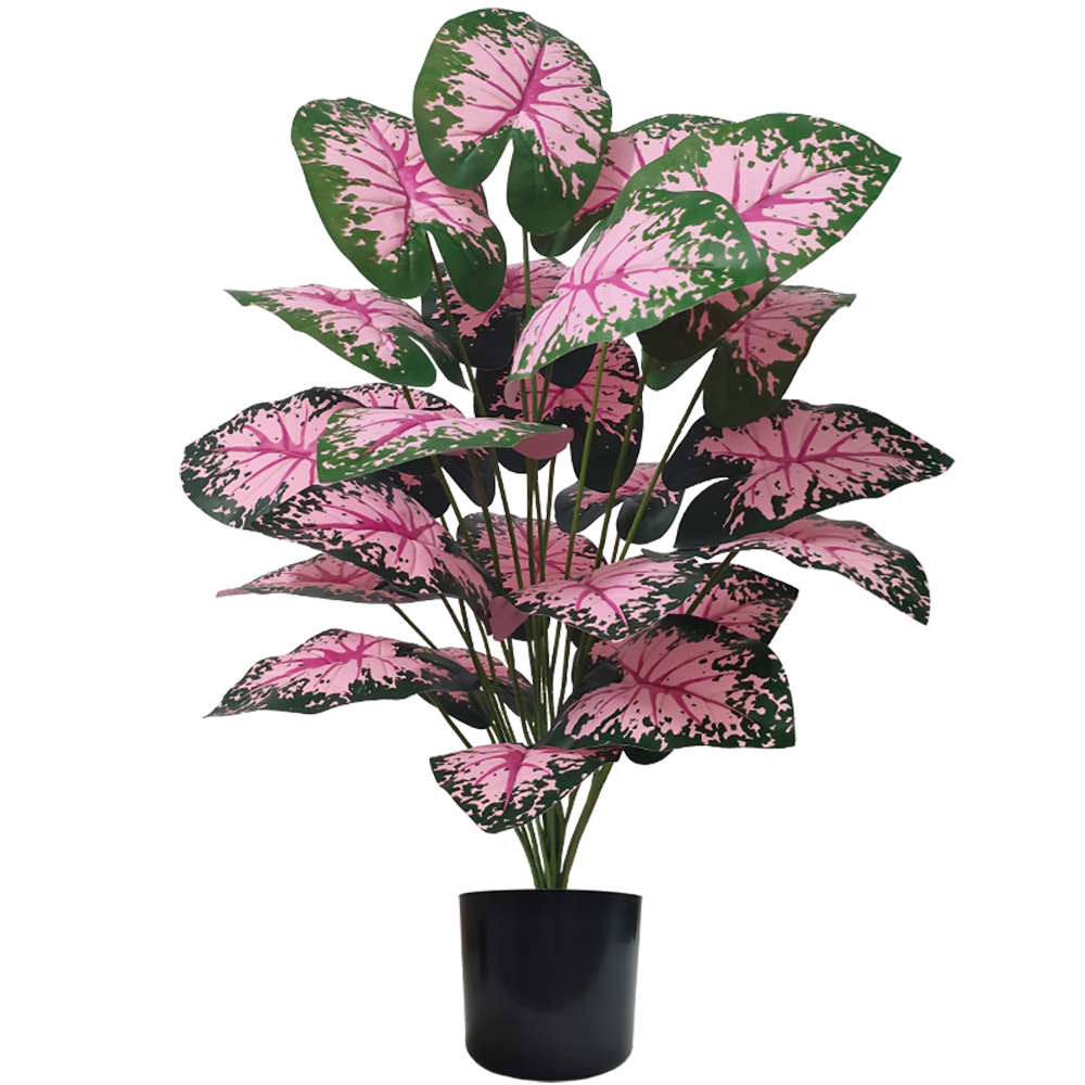 Folha rosa vasos de plantas ar - Snake Plant avaliação e preço